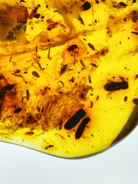 大粒 天然虫入り琥珀 アンバー 夏休み 自由研究 化石 恐竜