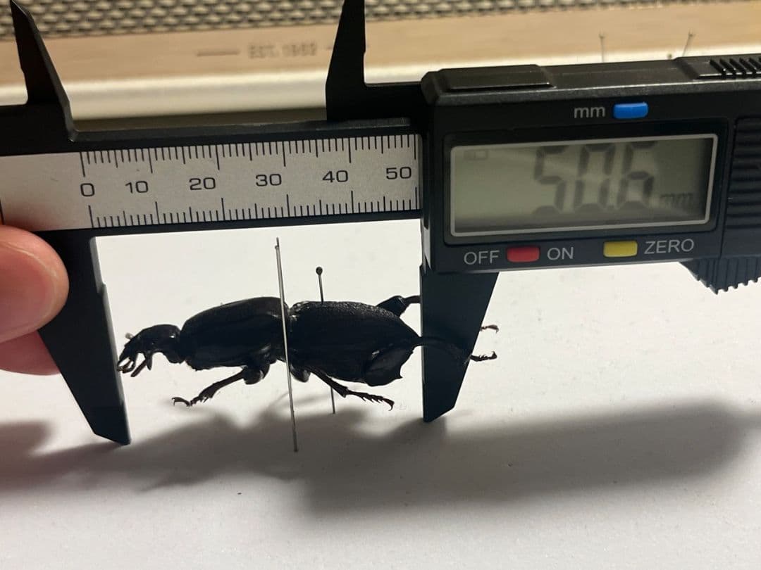 50mm】ケラモドキカミキリ 大型 Hypocephalus 標本 ブラジル産ケラ