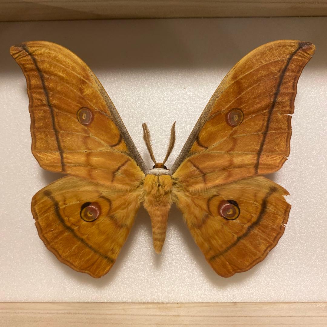 蛾標本 ヤママユ