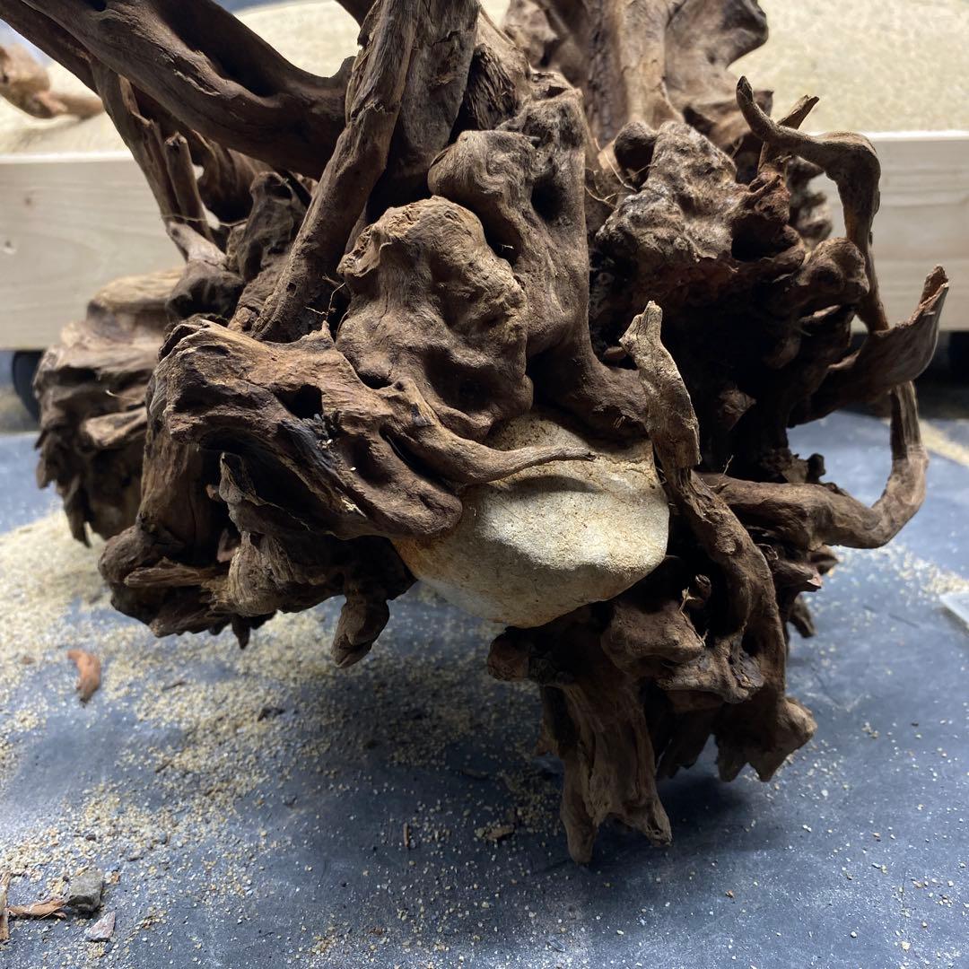 MSRW-6625 特大天然流木1点物 スリムウッド アクアリウム