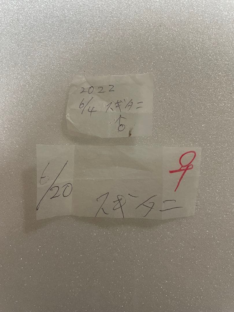 ペア】モルフォオオムラサキ（滋賀県産）