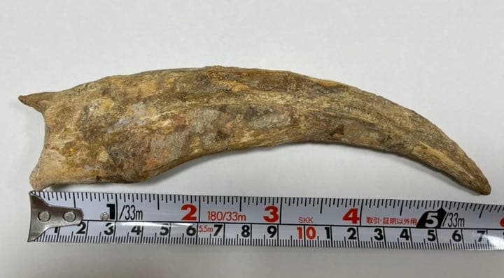 2024 スピノサウルスのハンドクロウ（爪） 化石 恐竜 スピノサウルス