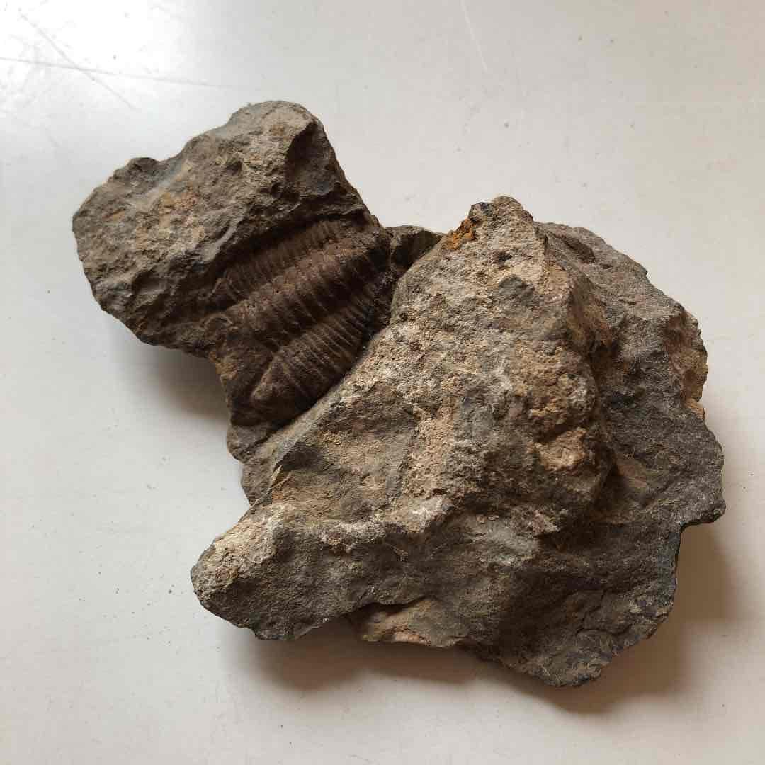 モロッコ産 三葉虫化石 国外持ち出し禁止になりました 三葉虫の化石