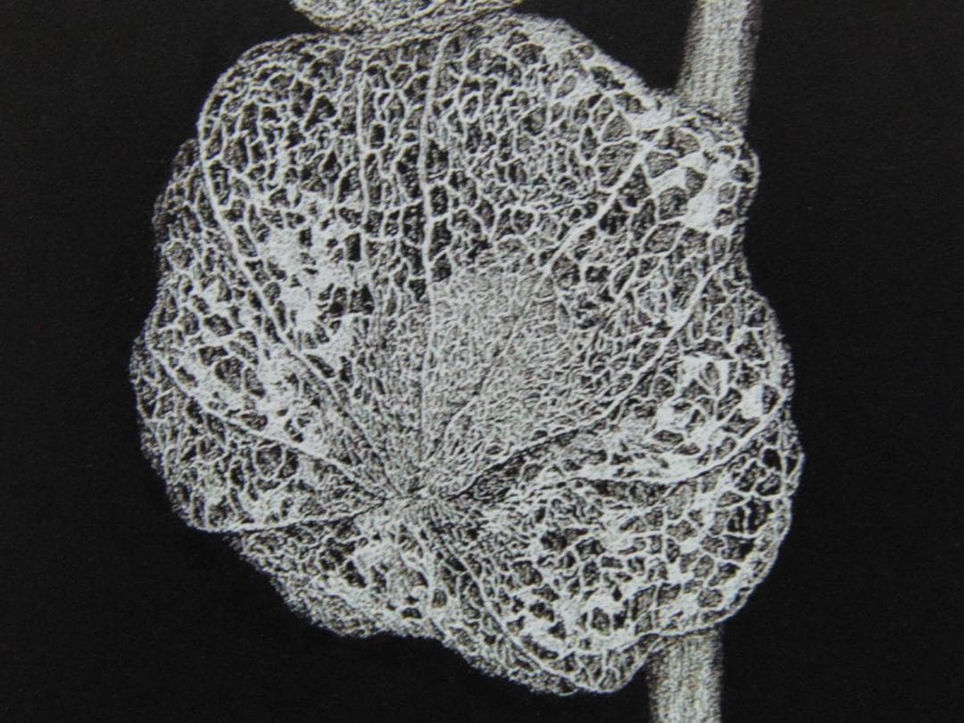 緒方洪章、【ほおずき】、希少な画集画、新品高級額・額装付、状態良好