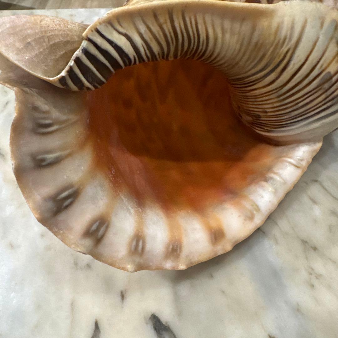 貝殻 超特大法螺貝 螺旋状 ベージュ 茶色 約40cm 大き目 飾り物