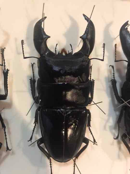 スマトラオオヒラタ 106㎜ 標本