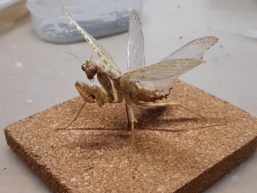 アザミカマキリ雌　立体標本