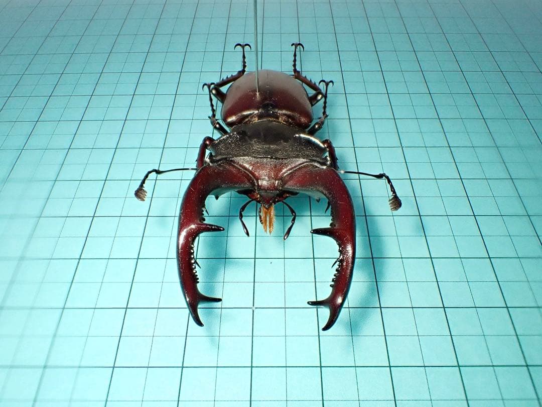 標本】ヨーロッパミヤマクワガタ セルビア産 70.3ミリ 野外品