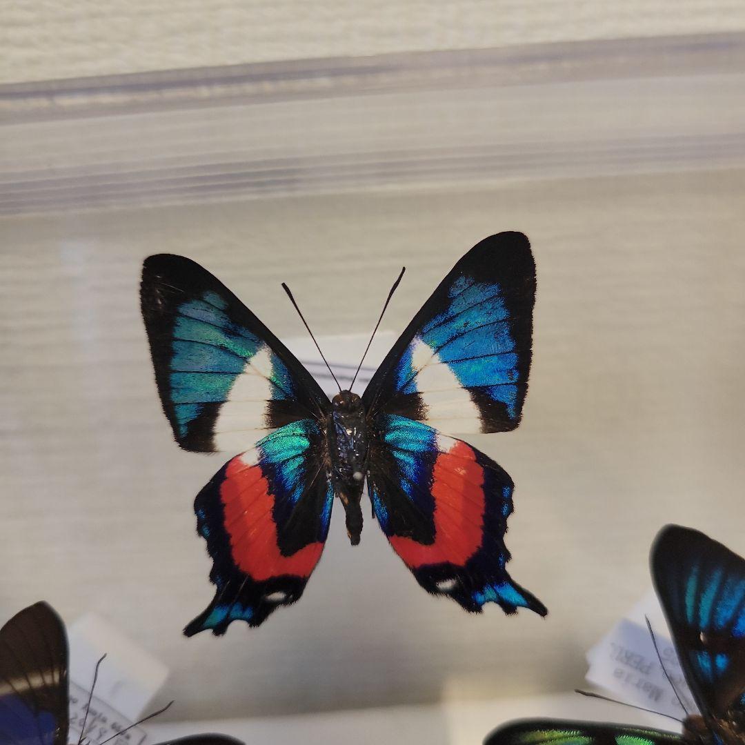 蝶の標本 ジャングルを舞う小さな宝石(珍A)