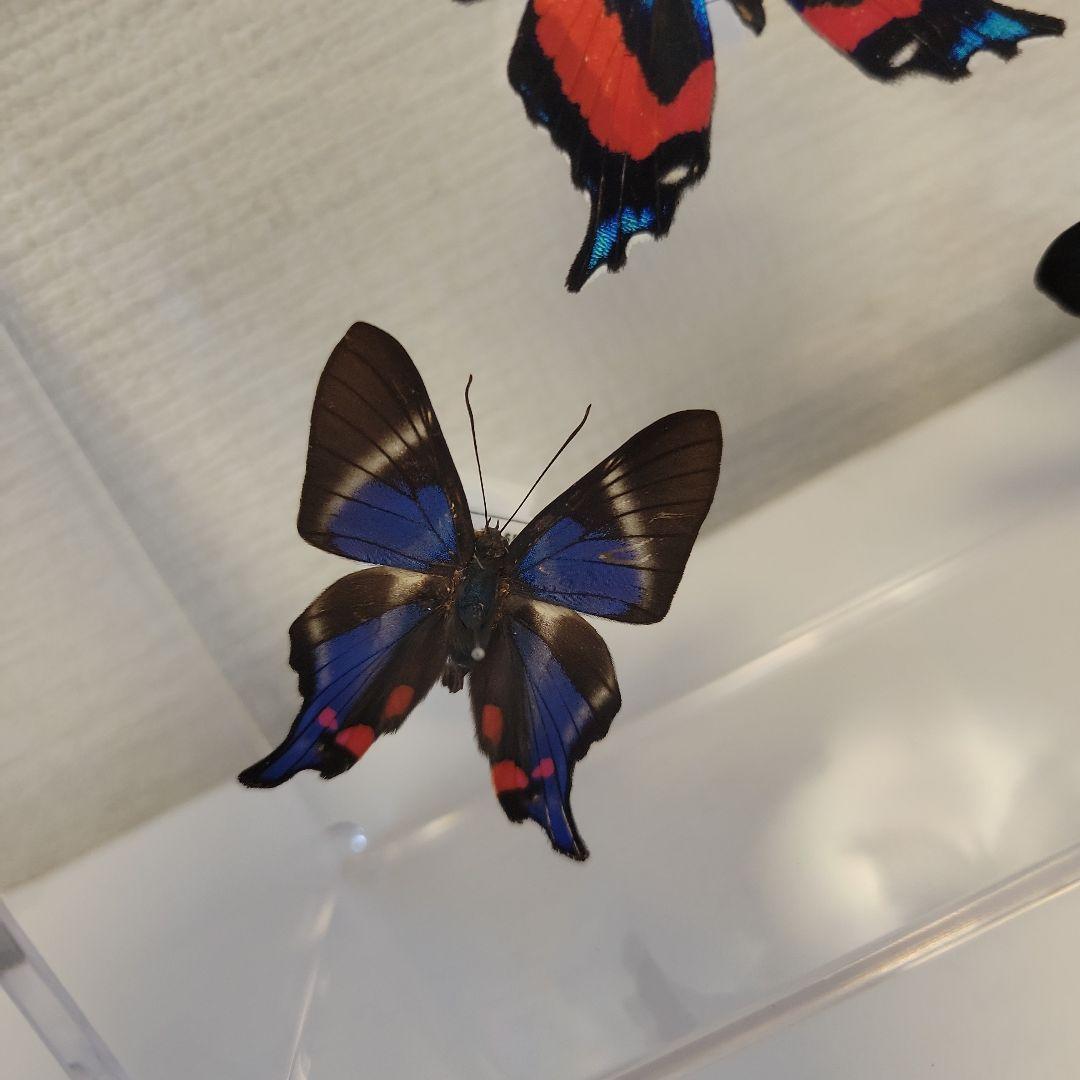 蝶の標本 ジャングルを舞う小さな宝石(珍A)