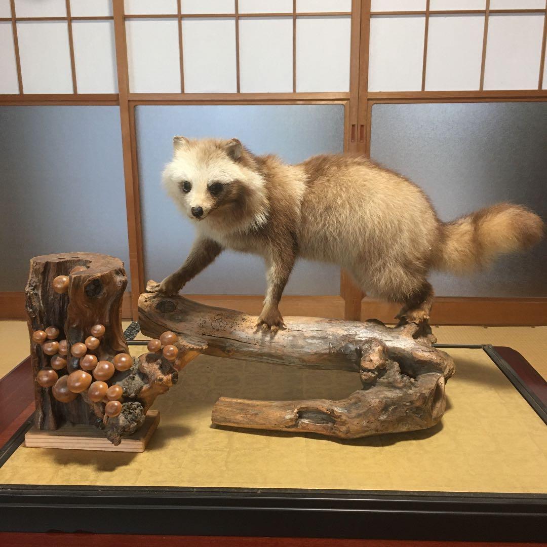 たぬき 剥製