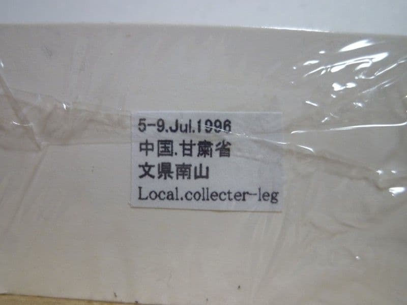 外国産オサムシ標本】イボカブリモドキ/甘粛省.文県南山産/39.6mm