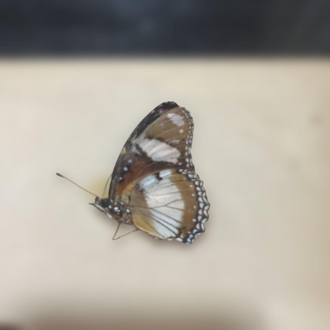 レトロ モルフォ蝶他標本 - メルカリ