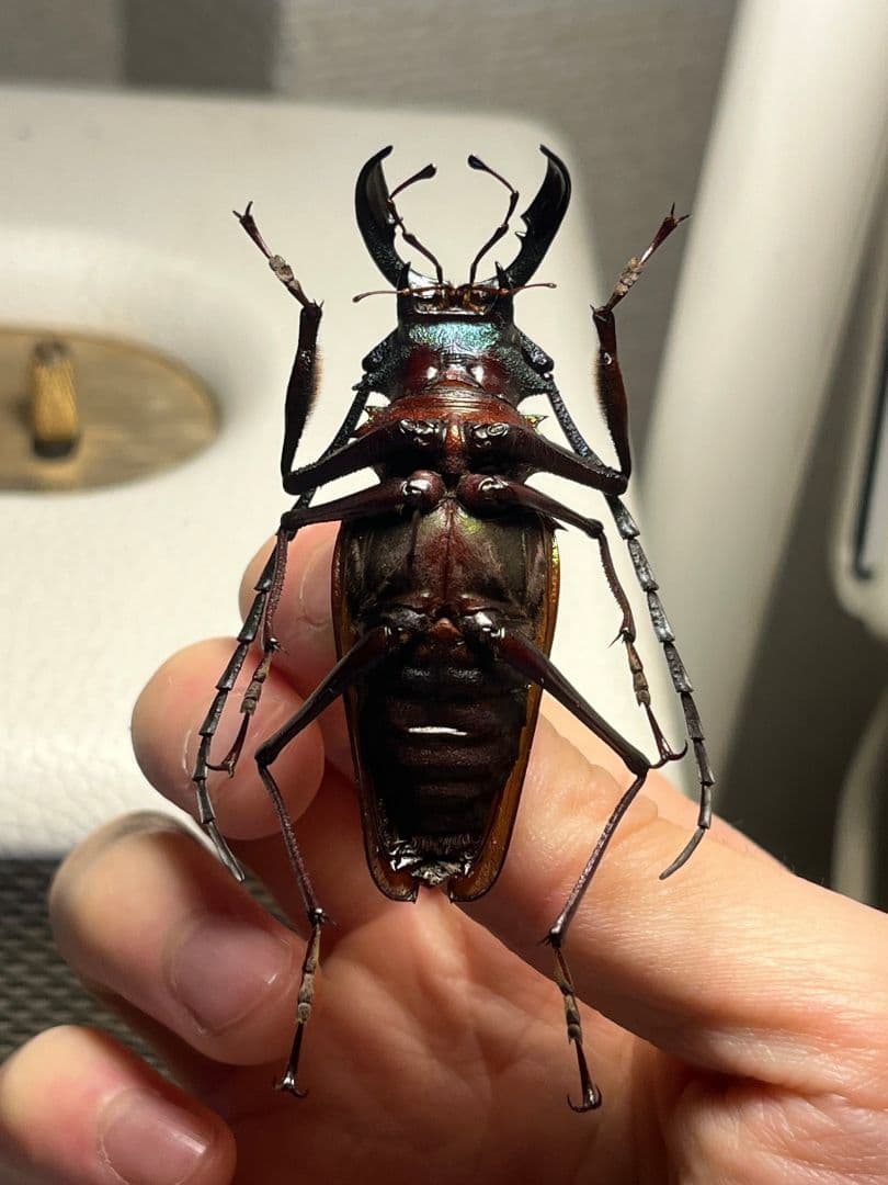 赤黄緑青】ルリオニカミキリ ムラサキオニノコギリカミキリ キンオニ標本