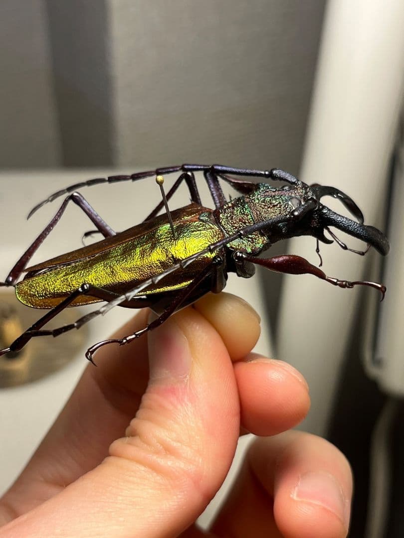 赤黄緑青】ルリオニカミキリ ムラサキオニノコギリカミキリ キンオニ標本