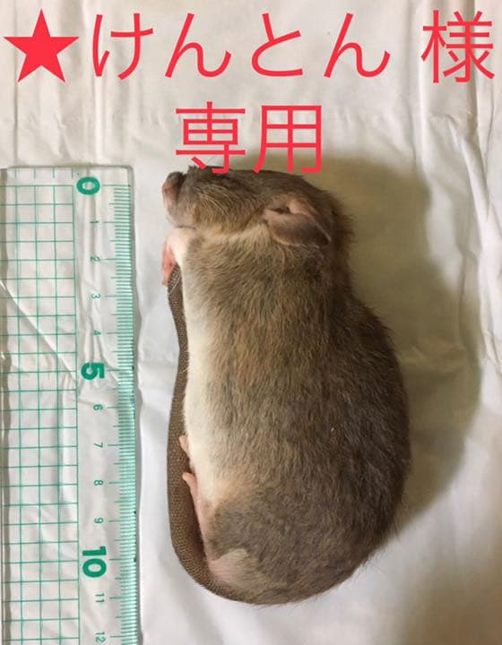 冷凍アダルトマウス ML 50匹