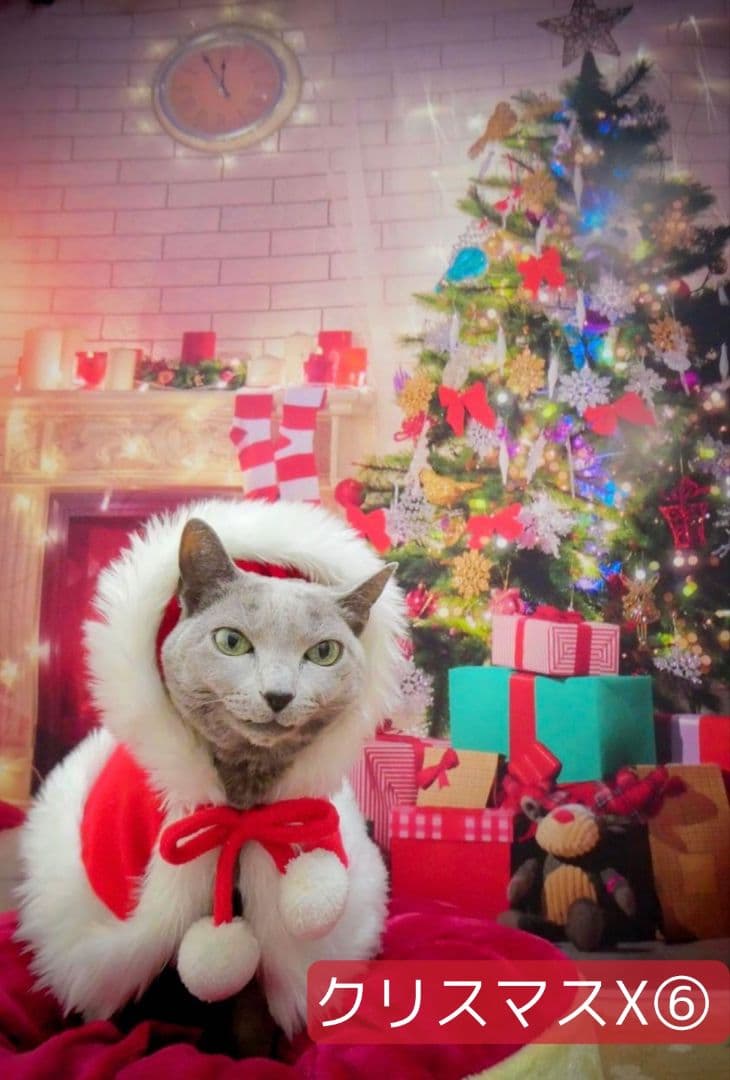 背景布クリスマスU② ペット撮影用フォトブース トリミングチョーカー