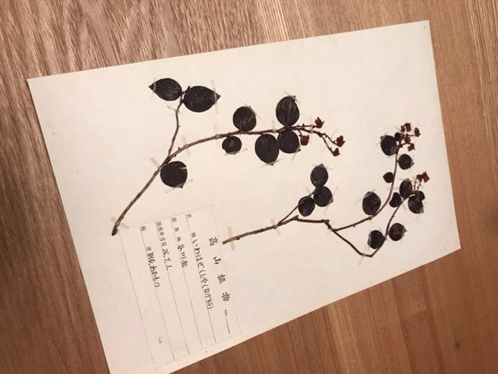 アンティーク 植物標本 高山植物 全57種