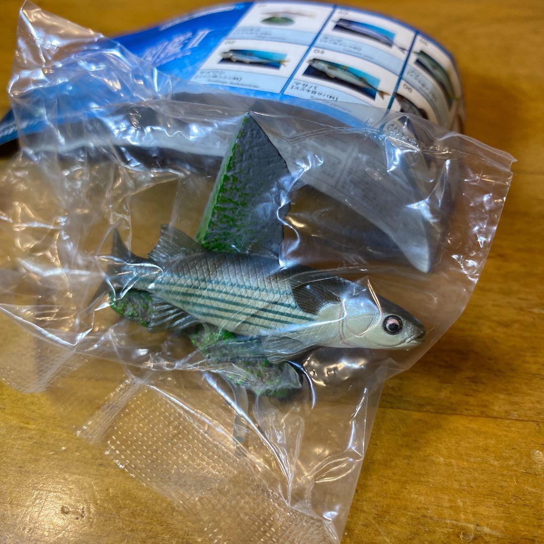 ムツゴロウ 原色海水魚図鑑