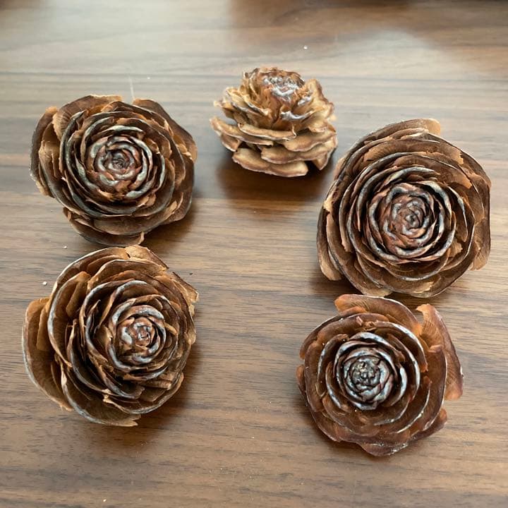 ヒマラヤスギの松ぼっくり全部セット ヒマラヤスギの松ぼっくり全部セット