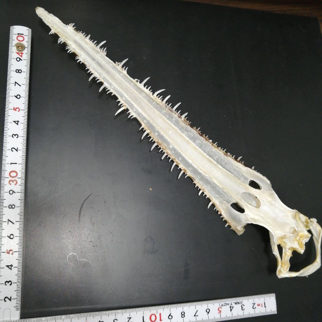 ノコギリザメ　乾燥標本　顎歯　S3 ノコギリザメ 乾燥標本 顎歯 S3 昆虫用品