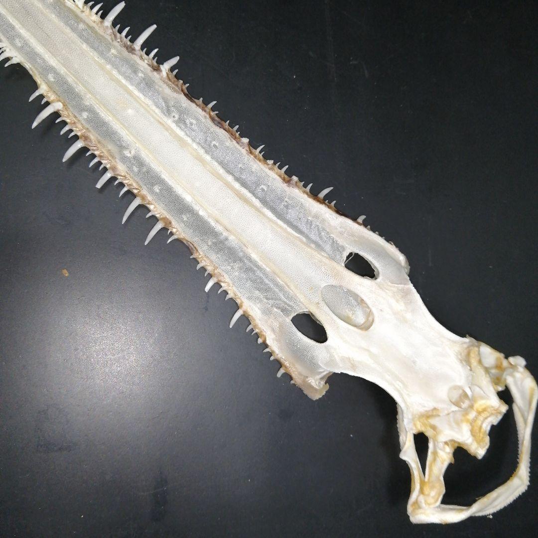 ノコギリザメ 乾燥標本 顎歯 S3 昆虫用品