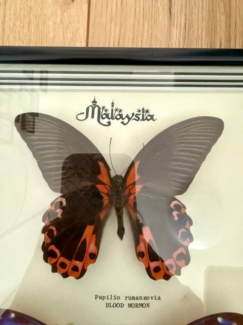 蝶昆虫標本 希少モルフォマレーシア PAPILLON 木製フレーム