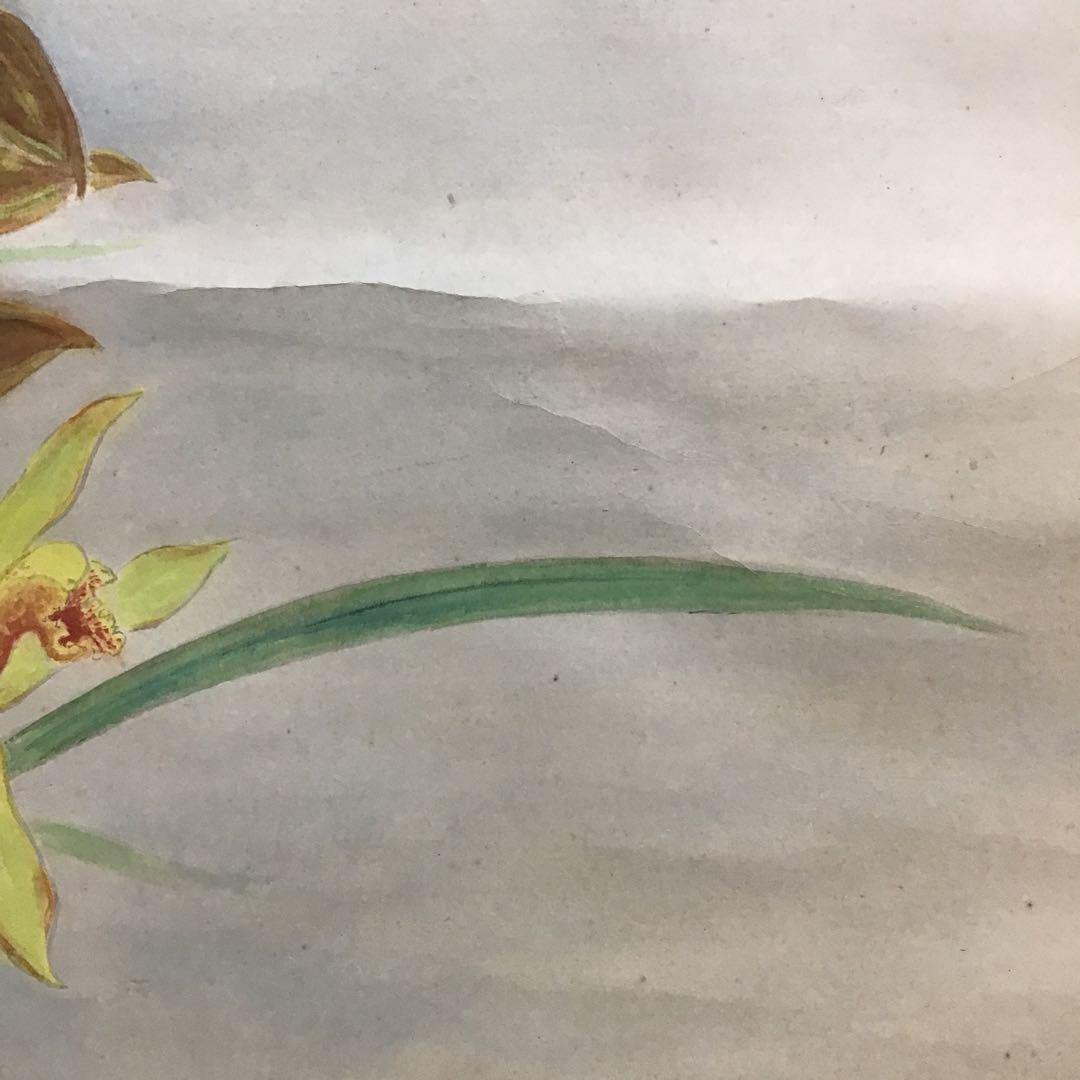 K茶道具 掛軸 「洋蘭の図」 古楊作 共箱 S1007KJ