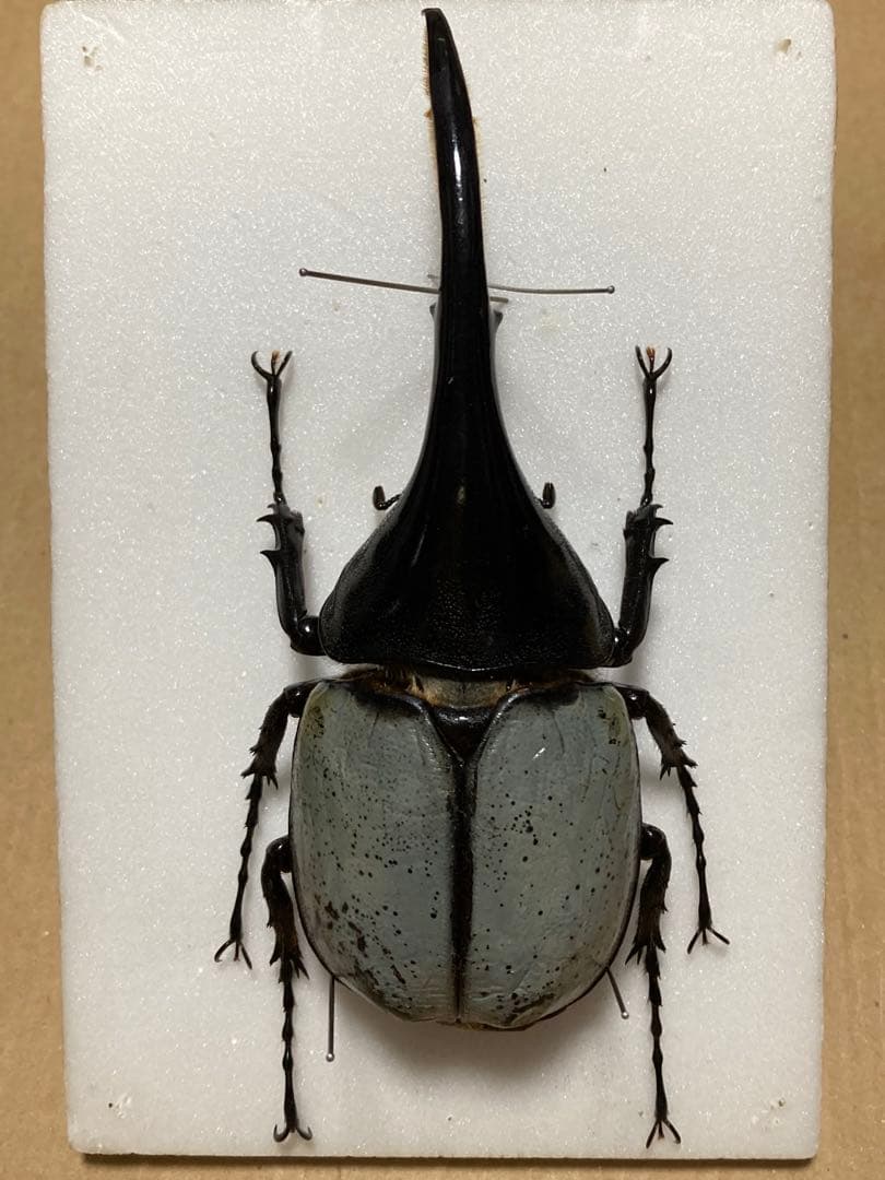 ヘラクレス・ヘラクレス　ブルー標本 週末限定価格‼️ ヘラクレス・ヘラクレス ブルー標本 週末限定価格‼️ 2026年最新