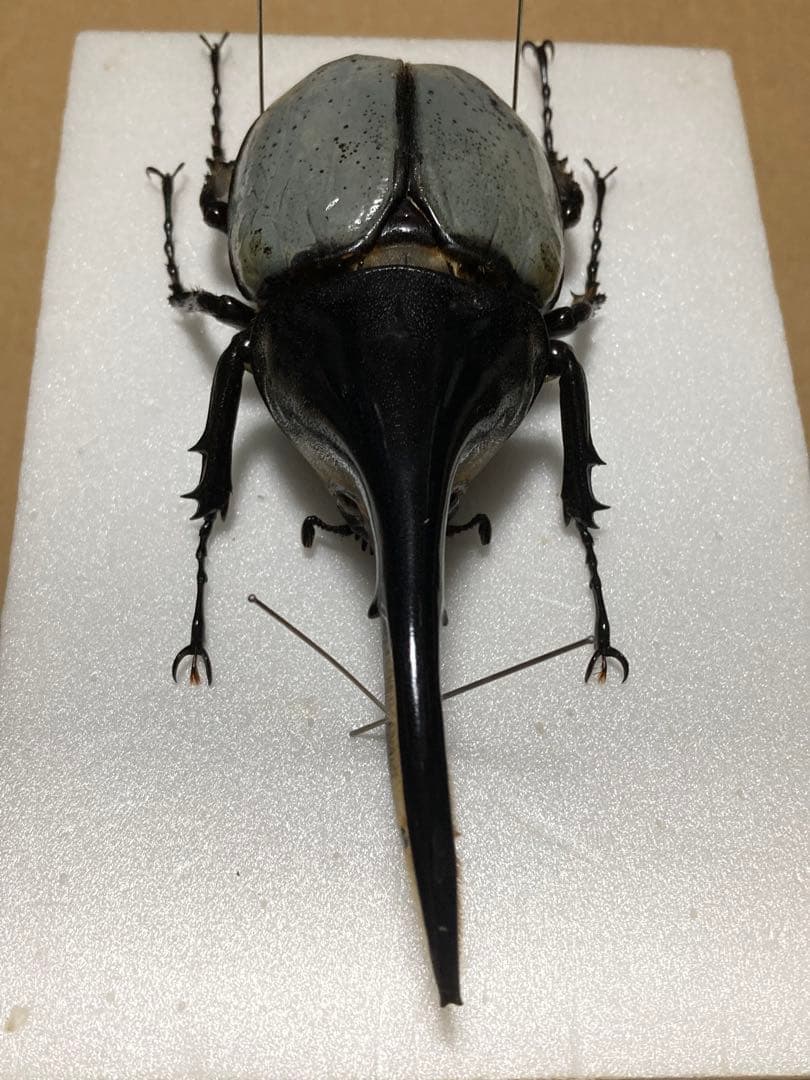 ヘラクレス・ヘラクレス ブルー標本 ヘラクレスオオカブト ブルー 標本