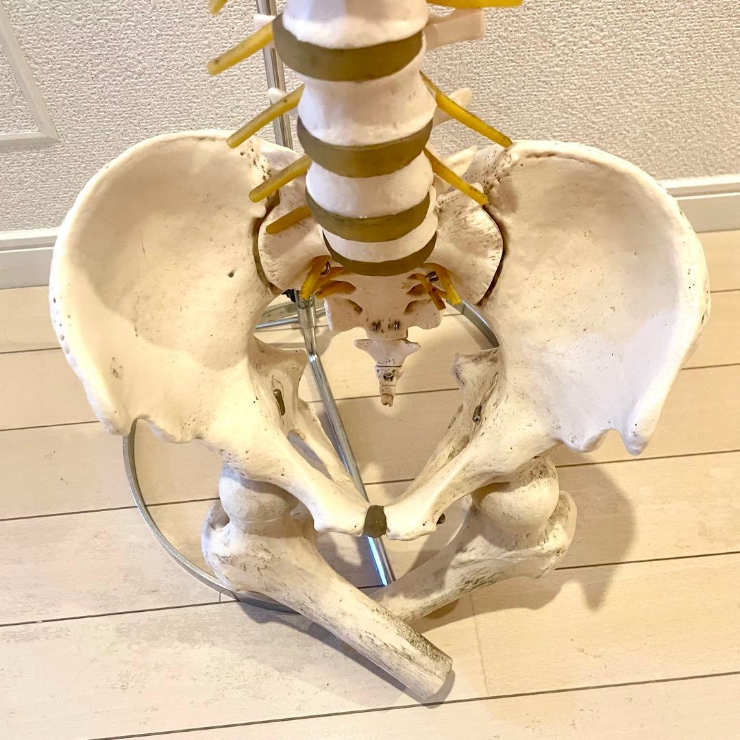 脊柱模型90cm 骨格標本 スタンド付き 人体模型 カイロ 整体 整骨院 鍼灸