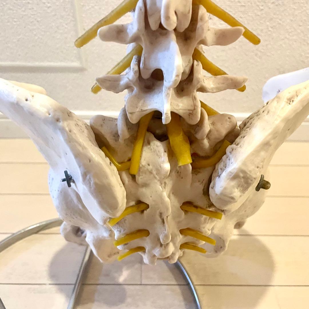 脊柱模型90cm 骨格標本 スタンド付き 人体模型 カイロ 整体 整骨院 鍼灸