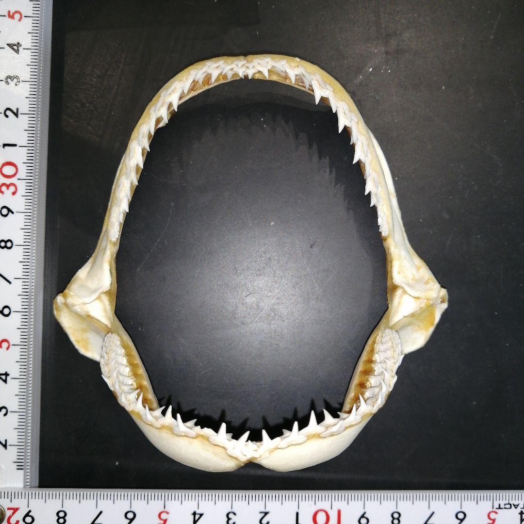 アカシュモクザメ あご 歯 標本 a6 - メルカリ