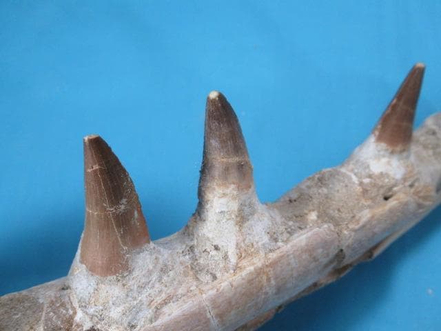 モササウルスの歯と顎骨 本物の化石 モロッコ No.1291 - メルカリ