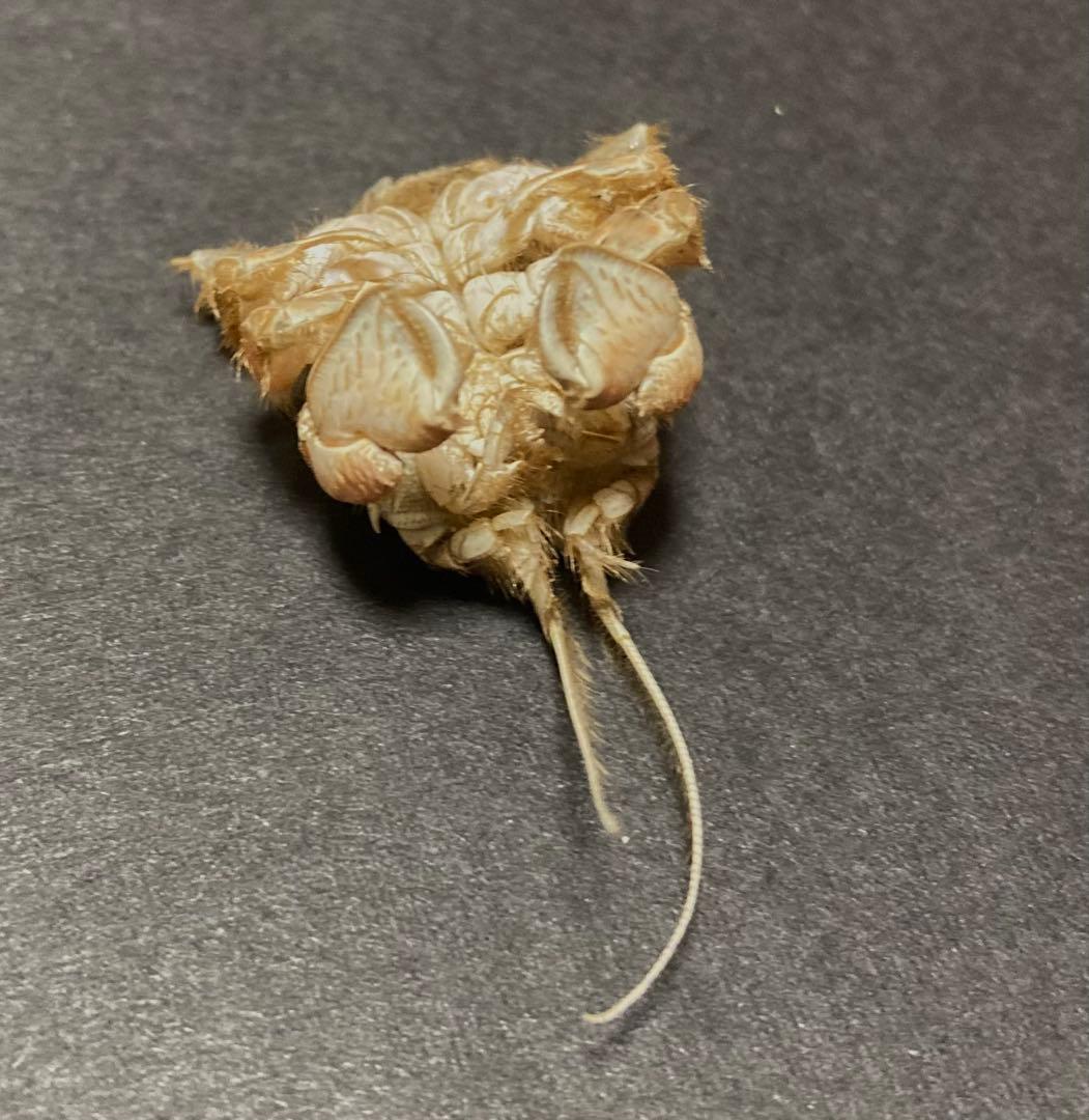 クダヒゲガニ 標本 約5cm カニ 乾燥標本 甲殻類 - メルカリ