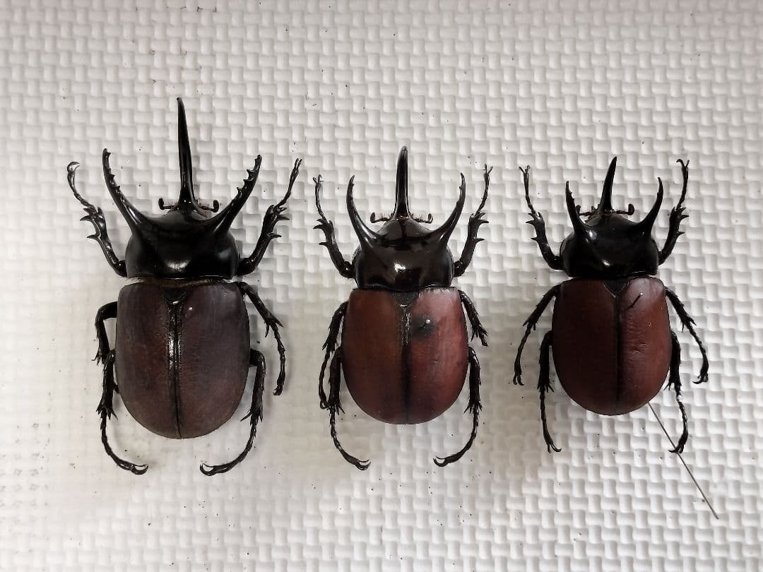 ペラルマトゥスマルバネクワガタ亜種ゴラール