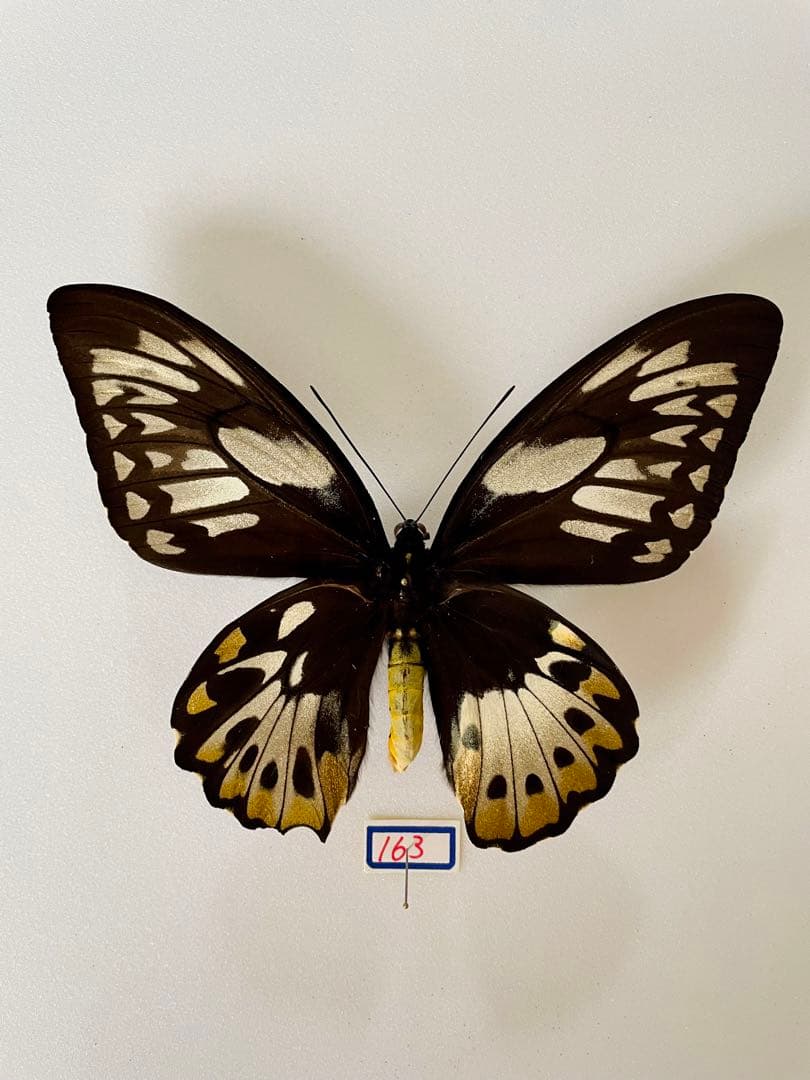 メキシコ産 テナガハナムグリ 25mm