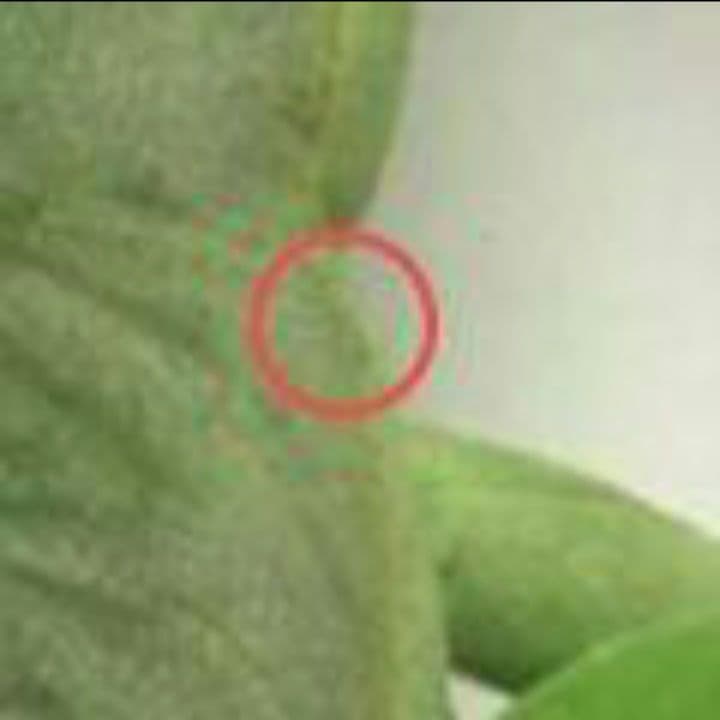 ディズニー【プリンセスと魔法のキス】ぬいぐるみ　ナヴィーンとティアナ　12\"ペア