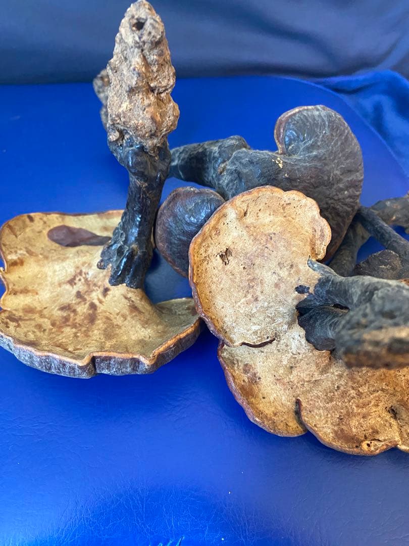 漢方灵芝草乾燥品、野生原生、重さ約136g、