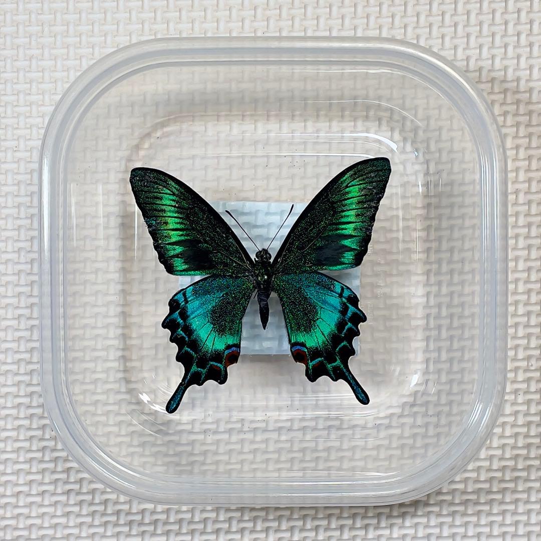蝶標本 北海道産 美麗ミヤマカラスアゲハ春型♂ 青緑系 飼育品