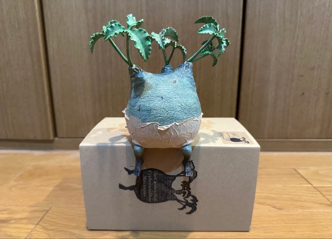 ozwrt TheCaudexMan キフォステンマ