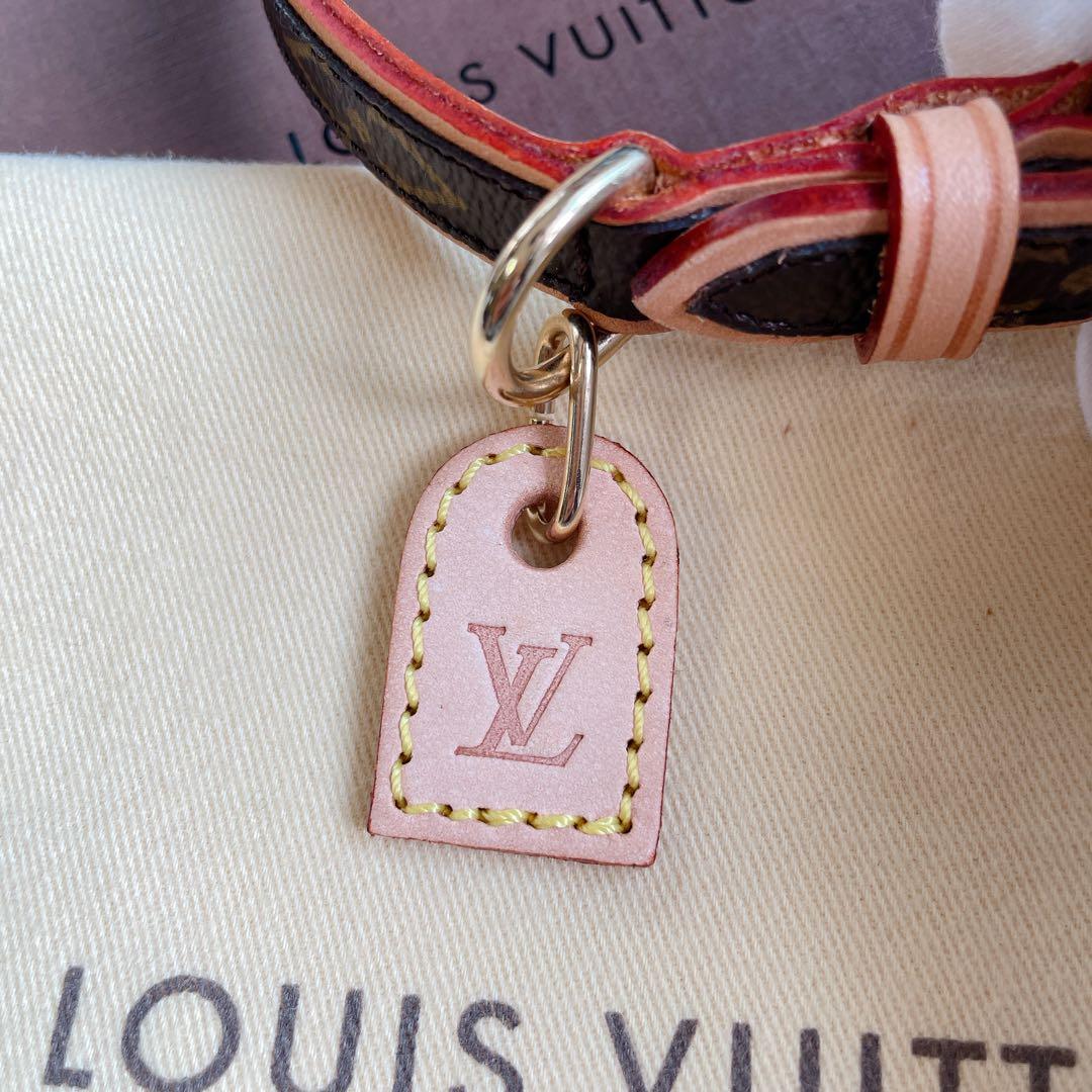 パピリオ・ラマルケイ（1オス・ボリビア）