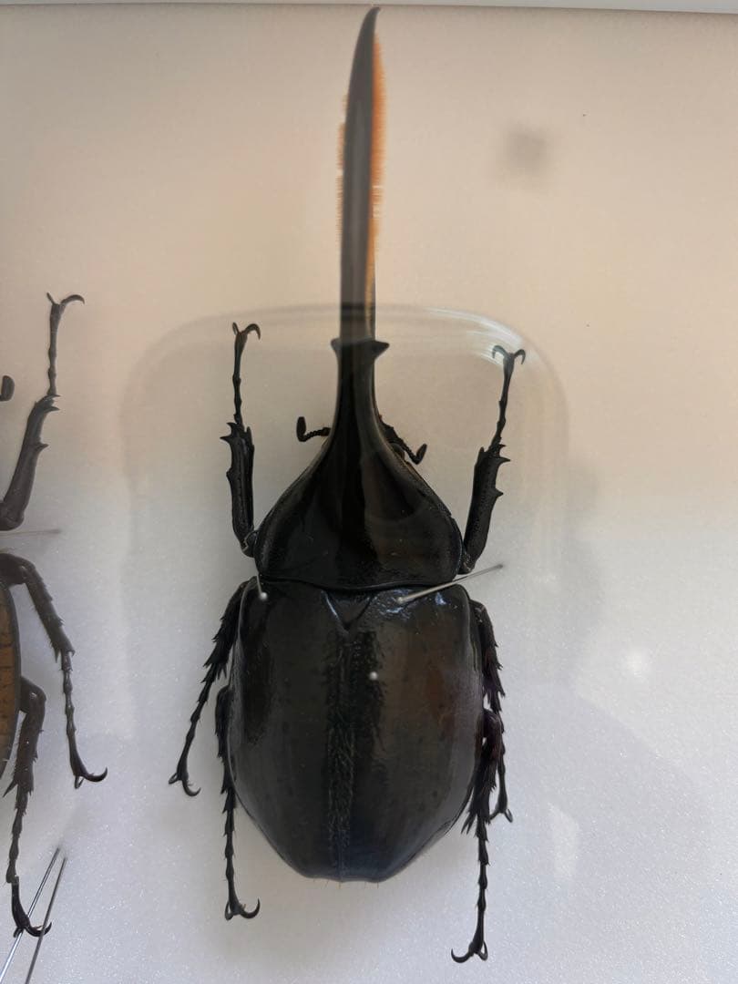 大型ヘラクレスリッキー標本145mm（ブルー系）