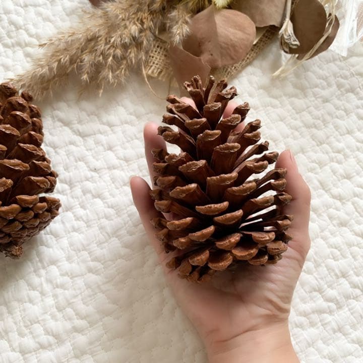 大きい松ぼっくり4つ&松ぼっくり10つセット - メルカリ