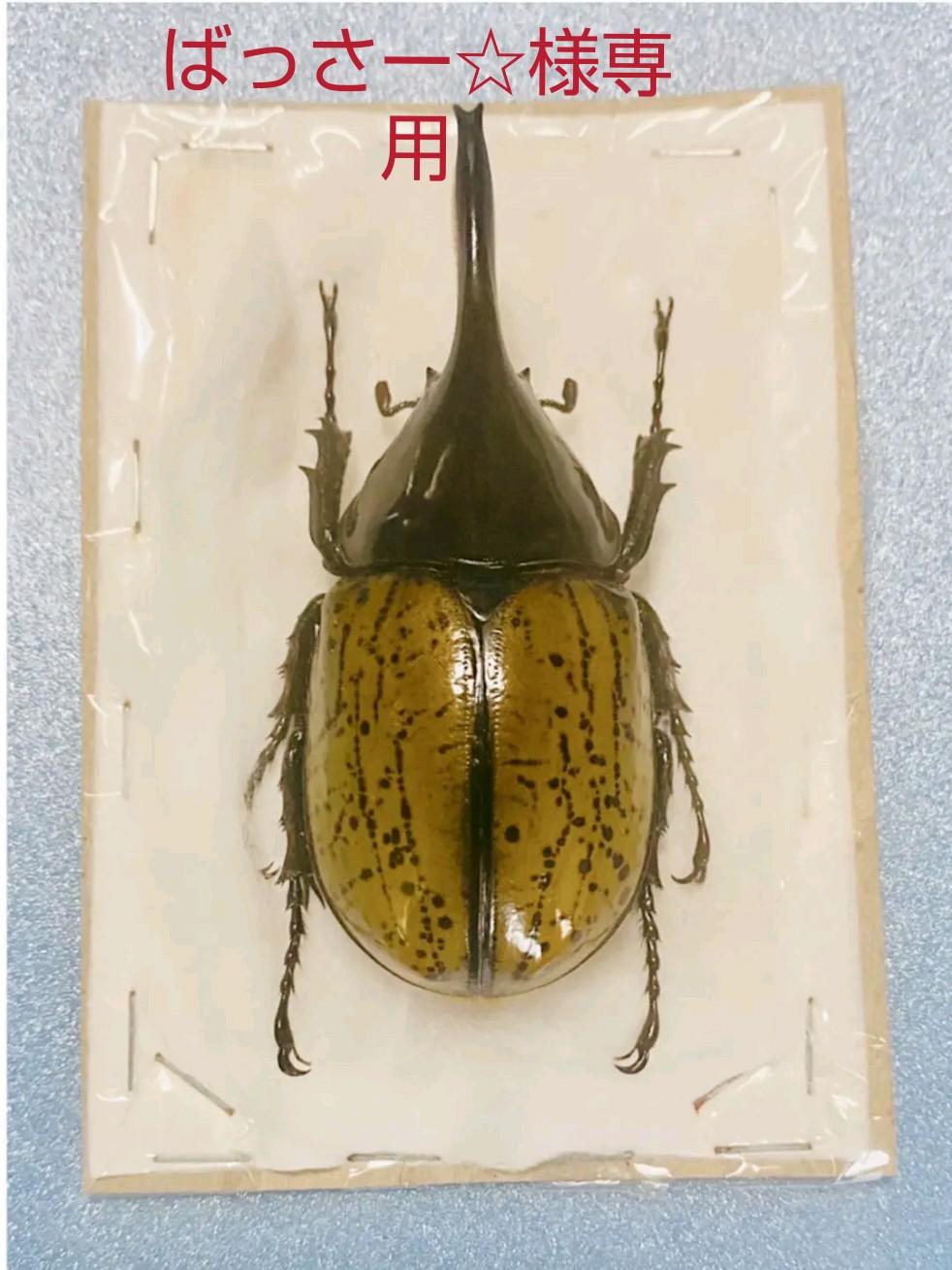 販売済み モロンシロカブト野外標本