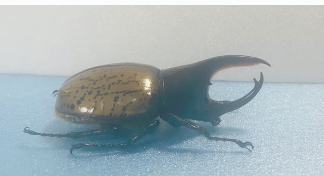 販売済み モロンシロカブト野外標本