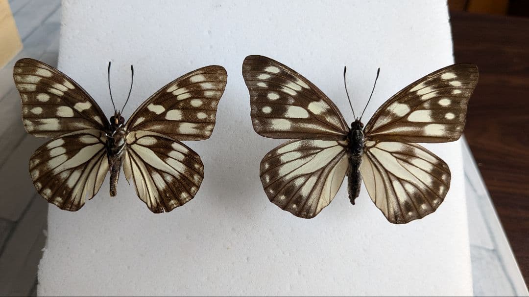 北海道・札幌産　ゴマダラチョウ　ペア 北海道・札幌産 ゴマダラチョウ ペア