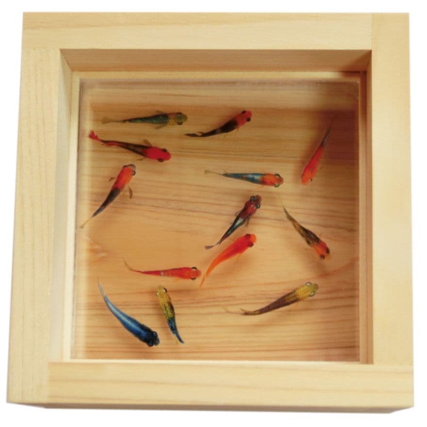 めだか メダカ プレゼント ギフト 贈り物 金魚 アート 生き物 フィギュア