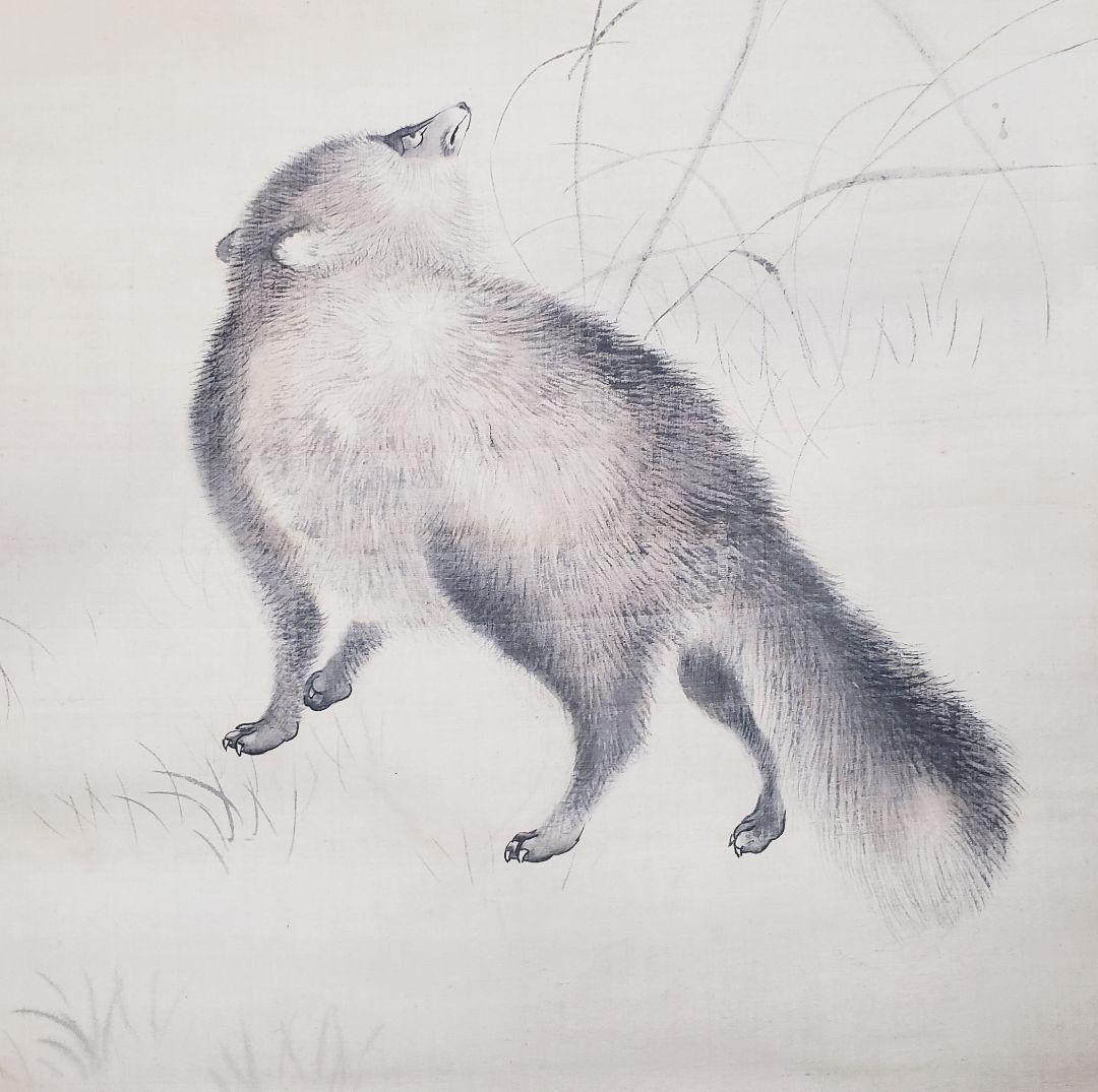 ススキに狸図/月下】森徹山 2536 タヌキ 掛け軸 肉筆 - メルカリ