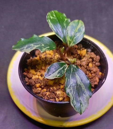 Bucephalandra sp. Motleyana Variegata 小株｜Bucephalandra sp